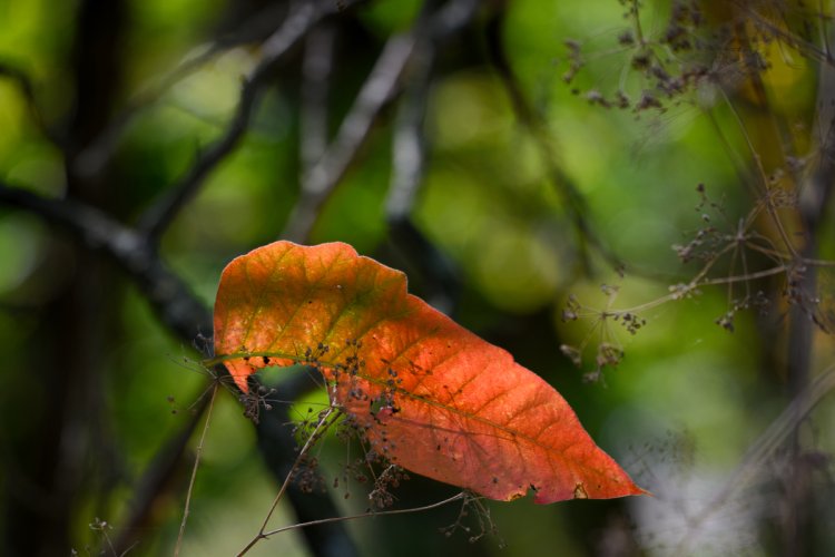 October walk in the woods